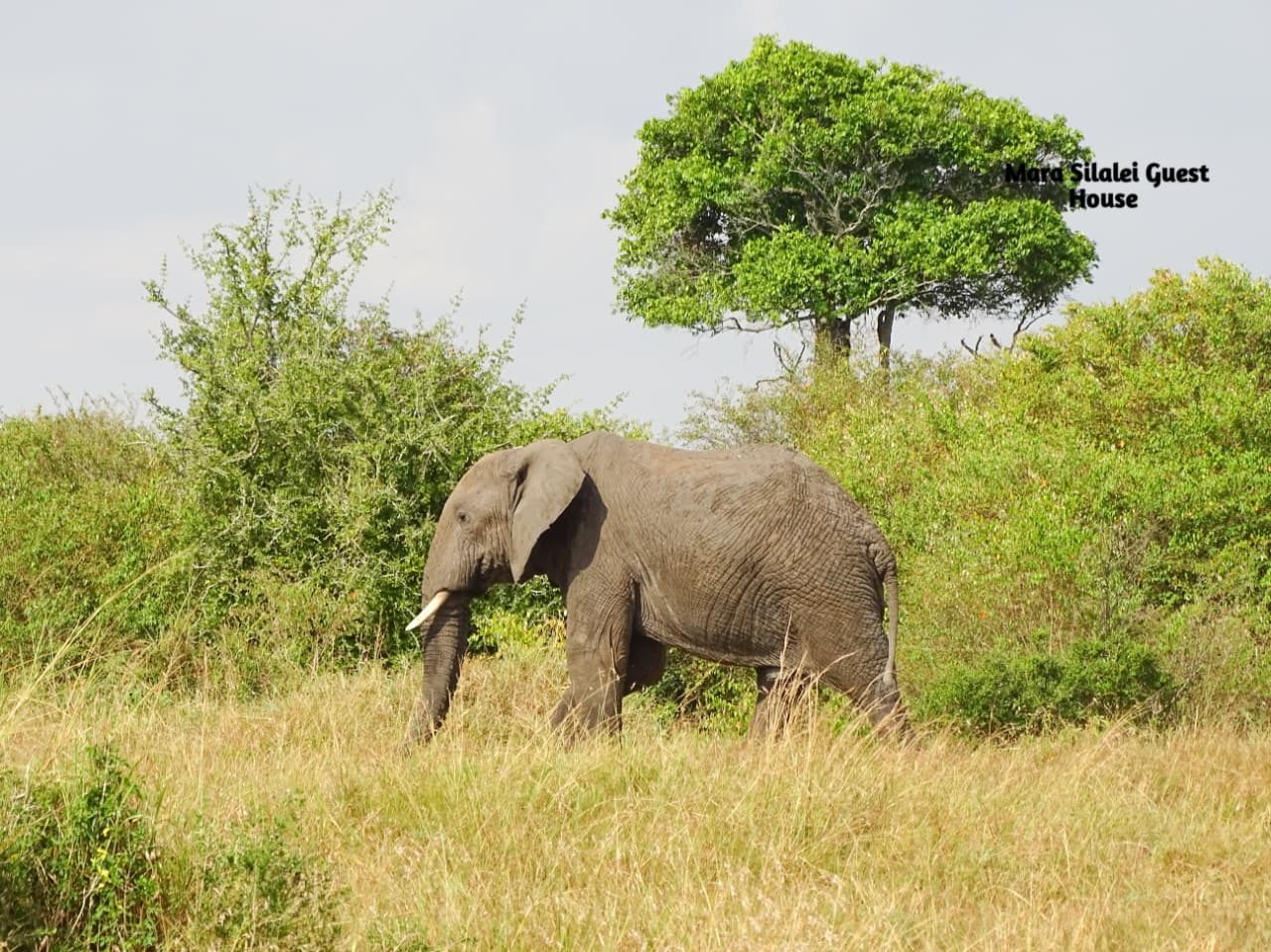 Elephant grazing beneath a flat-topped acacia